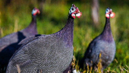 Perličky jsou drůbež původem z Afriky, s modrým masem a pronikavým hlasem