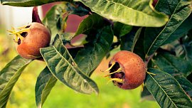 KVÍZ: Mišpule patří mezi méně známé druhy ovoce. Otestujte své znalosti