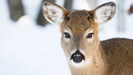 Ochrana stromků před okusem od zajíců a srnek: Prevence je snazší než zachraňování