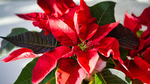 Vánoční hvězda: Vyplatí se dodržovat 7 pravidel péče o půvabnou pokojovou rostlinu