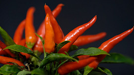 Jak pěstovat chilli papričky? Vyséváme je už od února, k růstu potřebují dlouhý čas