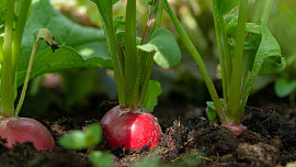 Jak pěstovat ředkvičky? Rady a tipy pro časnou sklizeň chutné zeleniny