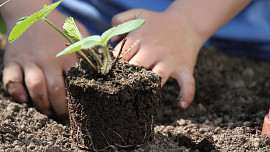 6 tipů, jak vylepšit zahradní půdu: Kompost se vyplatí, ale jsou i další možnosti