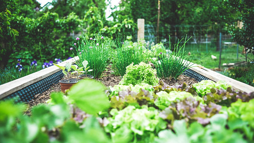 Vyvýšené záhony na zahradě: 10 praktických kroků pro bohatou úrodu