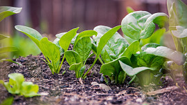 Jak pěstovat špenát. Oblíbenou listovou zeleninu sklízíme brzy na jaře