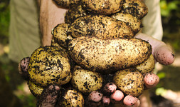 Jak pěstovat brambory. Jak se o rostliny starat během růstu