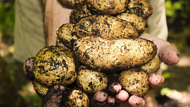 Jak pěstovat brambory. Jak se o rostliny starat během růstu