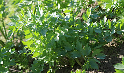 Jak mrazit libeček. Jak postupovat, abychom měli aromatické natě vždy po ruce