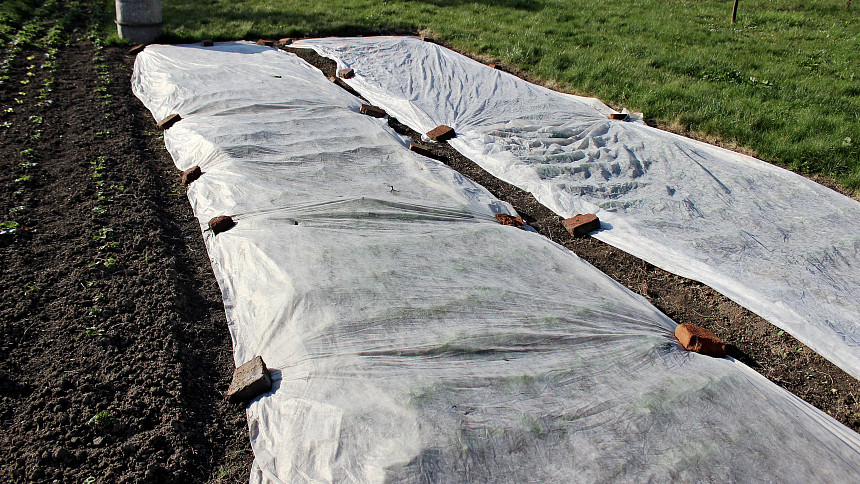 Bílá netkaná textilie na zahradě: Poskytuje rostlinám důležitou ochranu před chladem