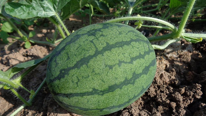 Jak pěstovat meloun. Poradíme, jak zasadit tuto oblíbenou rostlinu