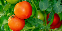 Jak vysadit rajčata? 12 pravidel péče pro kvalitní sklizeň