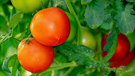 Jak vysadit rajčata? 12 pravidel péče pro kvalitní sklizeň