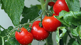 Jak se liší odrůdy rajčat. Výběr správné odrůdy je základem úspěchu