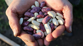Jak vypěstovat fazole. Zaměříme se na tyčkové nebo keříčkové odrůdy