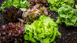 Jak se starat o užitkovou zahradu v květnu. Sázíme teplomilnou zeleninu a sklízíme první ovoce