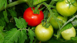 Jak hluboko se sází rajčata. Díky správné výsadbě rostliny dobře zakoření