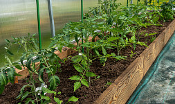 Jak zaštipovat rajčata. Správný postup je důležitou podmínkou bohaté úrody