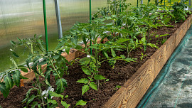 Jak zaštipovat rajčata. Správný postup je důležitou podmínkou bohaté úrody