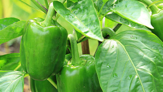 Proč se sází papriky po dvou. Choulostivé rostliny jsou náročné na teplo