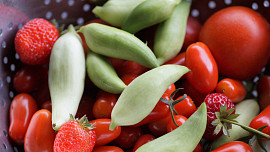 Jak pěstovat ačokču? Plody se konzumují ve všech stupních zralosti