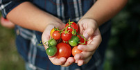 10 častých chyb při výsadbě rajčat: Poradíme, na co si dát pozor