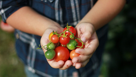10 častých chyb při výsadbě rajčat: Poradíme, na co si dát pozor