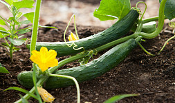 Jak pěstovat salátové okurky ve fóliovníku? Důležitá je pravidelná zálivka a větrání
