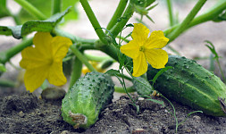 9 častých chyb při pěstování okurek: Když jim předejdeme, úroda bude bohatá