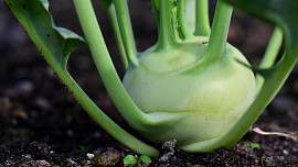 10 častých chyb při pěstování kedluben: Při dobré péči bude sklizeň kvalitní
