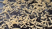 Strouhání, drobení, mrvenička - zavářka do polévky, Na sušení