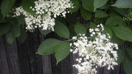 Šťáva z květů černého bezu