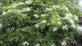 Šťáva z květů černého bezu