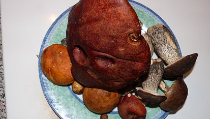 Hrabětická nedělní houbovka, připravené k vaření