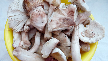 Polévka z růžovek (masáků), na polévku