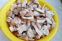 připravené houby