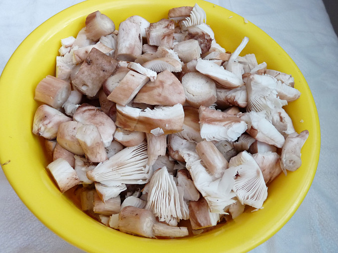 Segedinský guláš z masáků (růžovek), připravené houby