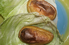 pečení čerti