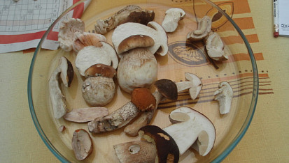 Houbovec z Chuchelny