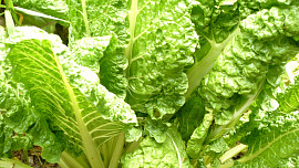 Mangoldové závitky