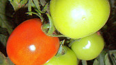 Rajčata v kořeněném nálevu