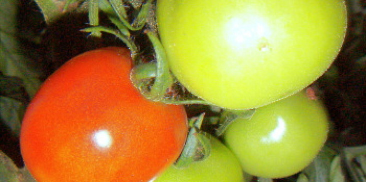 Rajčata v kořeněném nálevu