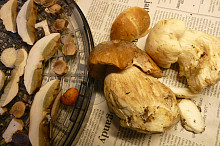 Suroviny