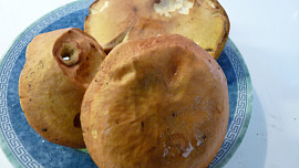 Klouzkový trhanec
