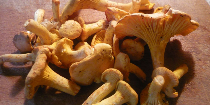 Pikantní houbová směs (Lišky pokud možno necháme vcelku, v jídle jsou…)