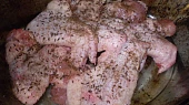 Stehna, nebo křídla v rajčatovo-smetanové směsi, Křídla připravená v pekáčku...