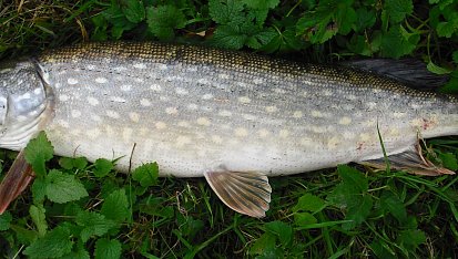 Štika na slanině se zázvorem, Štika na slanině se zázvorem