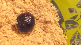 Dvoubarevné ořechové kuličky