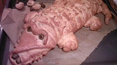 Krokodýl