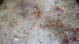 Pohanková polévka s uzeným masem