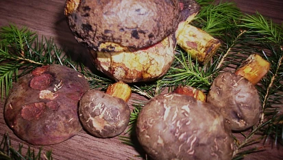 Bramboračka zase jinak, ...část dnešního úlovku...